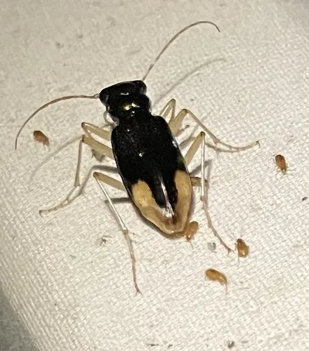 Upland Metallic Tiger Beetle - photo 2