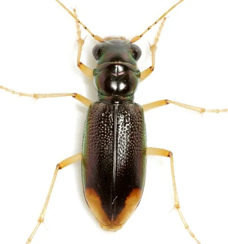 Upland Metallic Tiger Beetle - photo 3