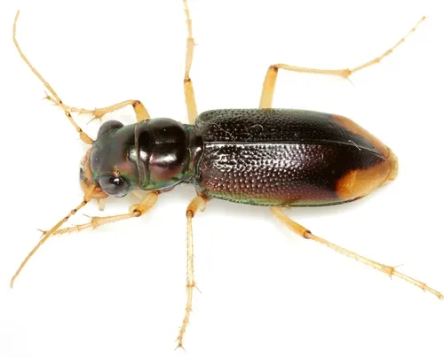 Upland Metallic Tiger Beetle - photo 5