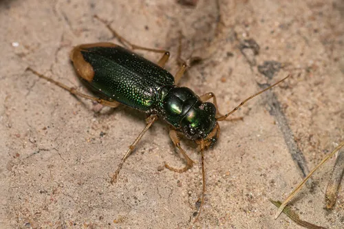 Upland Metallic Tiger Beetle - photo 6