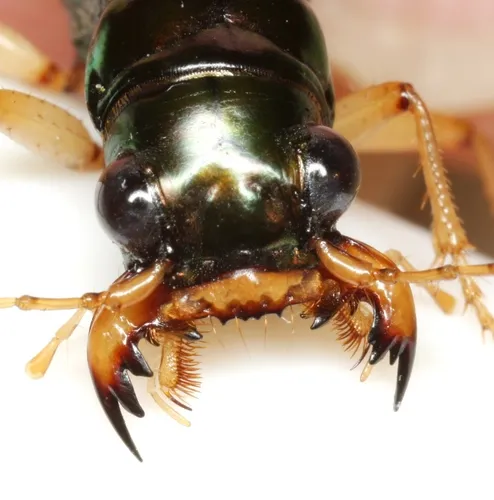 Upland Metallic Tiger Beetle - photo 7