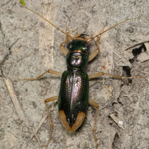 Upland Metallic Tiger Beetle - photo 8