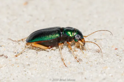 Virginia Metallic Tiger Beetle - photo 3
