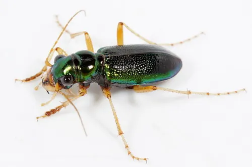 Virginia Metallic Tiger Beetle - photo 4
