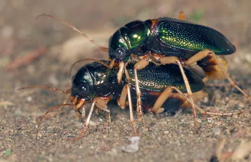 Virginia Metallic Tiger Beetle - photo 5