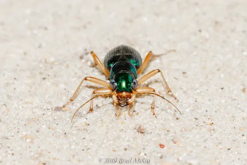 Virginia Metallic Tiger Beetle - photo 6