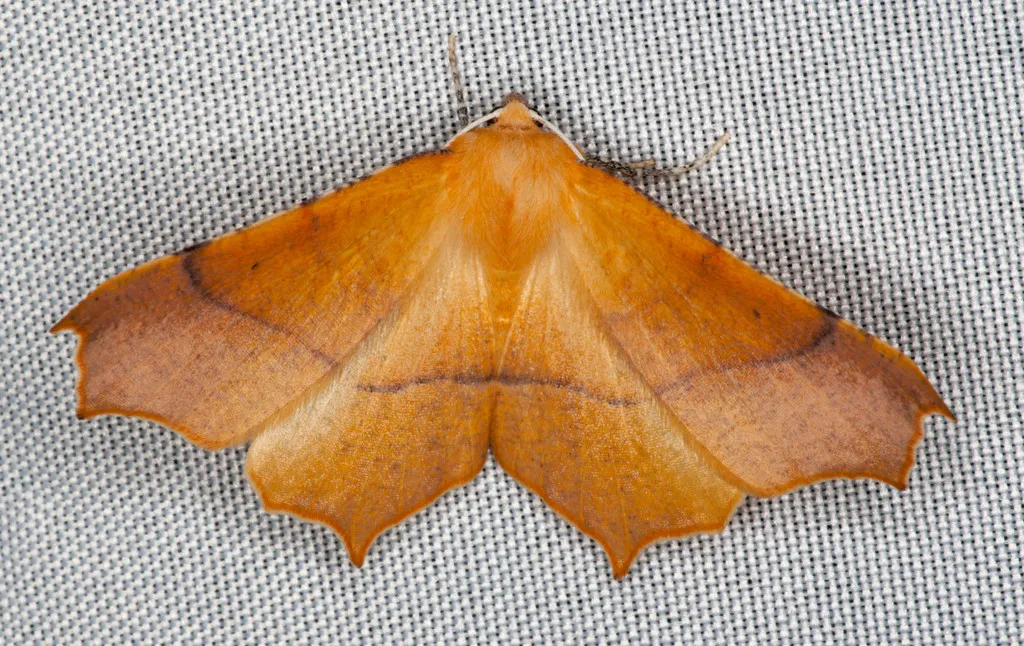 Tetracis australis - Hodges#6956.1 - photo 2