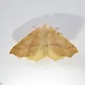 Tetracis barnesii - Hodges#6959