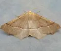 Tetracis barnesii - Hodges#6959 - photo 2