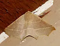 Tetracis cervinaria - Hodges#6956