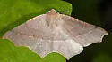 Tetracis cervinaria - Hodges#6956 - photo 5