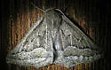 Tetracis formosa - Hodges#6958
