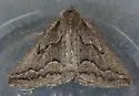 Tetracis formosa - Hodges#6958 - photo 2