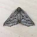 Tetracis formosa - Hodges#6958 - photo 4