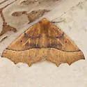 Tetracis hirsutaria - Hodges#6960