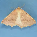 Tetracis hirsutaria - Hodges#6960 - photo 2