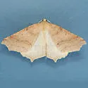 Tetracis hirsutaria - Hodges#6960 - photo 3