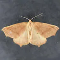 Tetracis hirsutaria - Hodges#6960 - photo 4