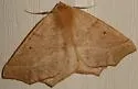 October Thorn - Hodges#6954 - photo 3
