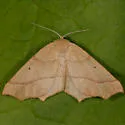 October Thorn - Hodges#6954 - photo 4