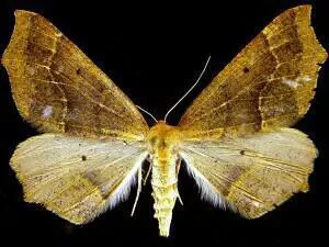 Tetracis montanaria - Hodges#6954.1 - photo 2