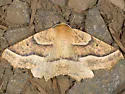 Tetracis pallulata - Hodges#6955