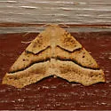 Tetracis pallulata - Hodges#6955 - photo 2
