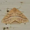 Tetracis pallulata - Hodges#6955 - photo 3