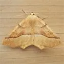 Tetracis pallulata - Hodges#6955 - photo 4