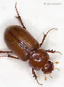 Tetraclipeoides acutissimus