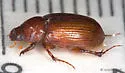 Tetraclipeoides acutissimus - photo 2