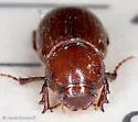 Tetraclipeoides acutissimus - photo 3