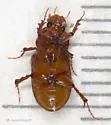 Tetraclipeoides acutissimus - photo 4