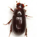 Tetraclipeoides aemulus - Tetraclipeoides aemulus