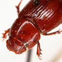 Tetraclipeoides aemulus - photo 2