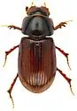 Tetraclipeoides aemulus - photo 3