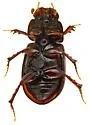 Tetraclipeoides aemulus - photo 4