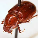 Tetraclipeoides anomaliceps