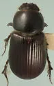 Tetraclipeoides denticulatus