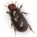 Tetraclipeoides dentiger