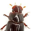 Tetraclipeoides dentiger - photo 2