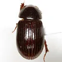 Tetraclipeoides dentiger - photo 3