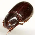 Tetraclipeoides dentiger - photo 4