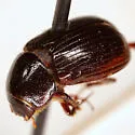 Tetraclipeoides dentigerulus