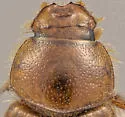 Tetraclipeoides moquinus