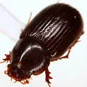 Tetraclipeoides testaceiventris