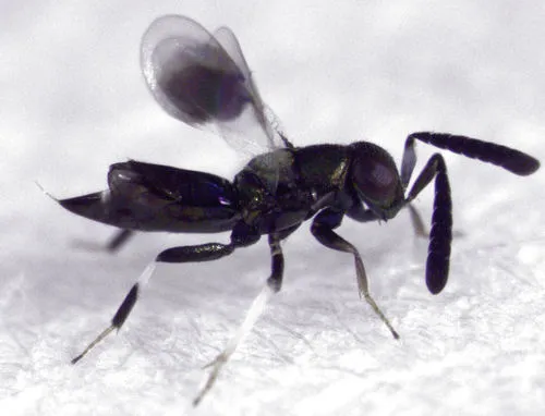Tetracnemoidea sydneyensis - photo 2