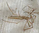 Tetragnatha caudata
