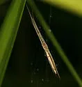Tetragnatha caudata - photo 2