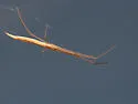 Tetragnatha caudata - photo 3